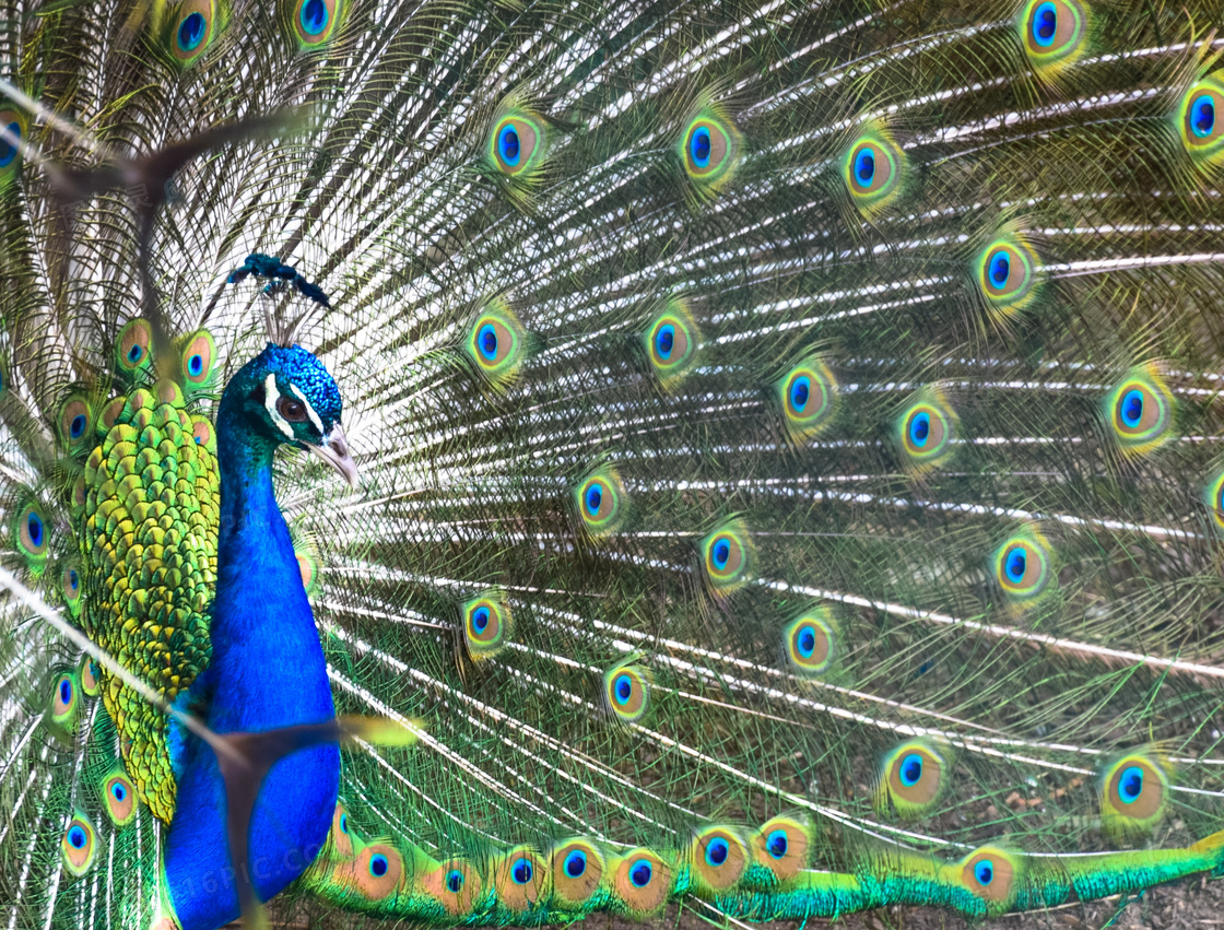 孔雀开屏局部jpg图片免费下载 编号z2ohjgogv 图精灵