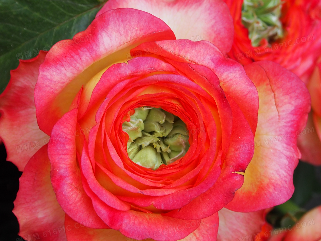 玫瑰花朵微距图片