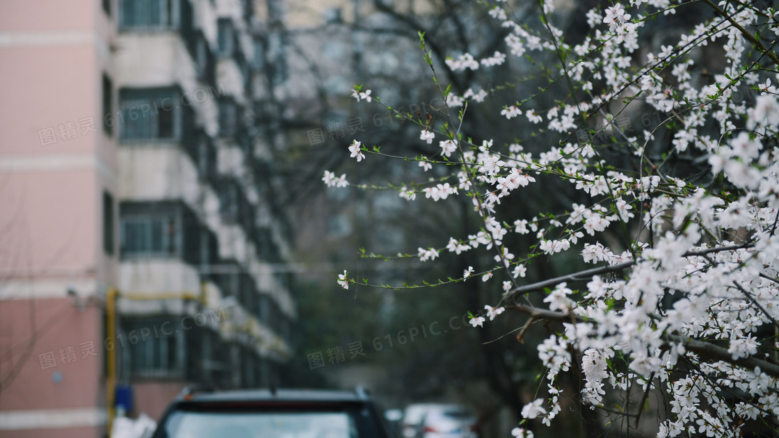 三月桃花盛开图片