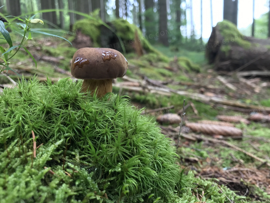 森林草地蘑菇图片