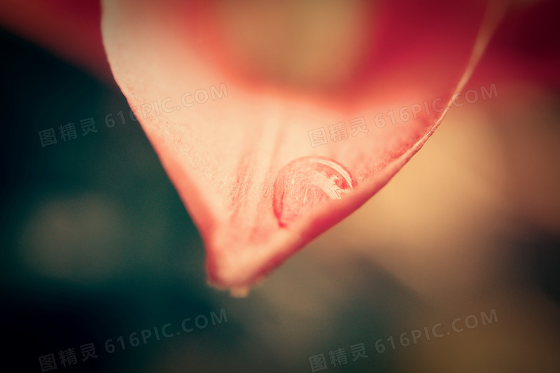 非主流花瓣水珠特写图片