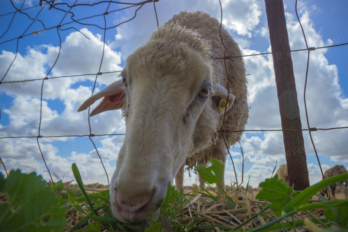 农场绵羊特写图片