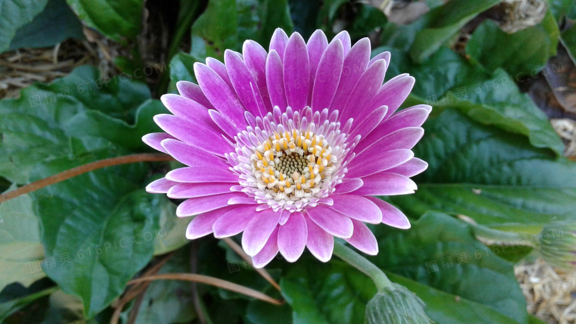 绽放紫色花朵图片