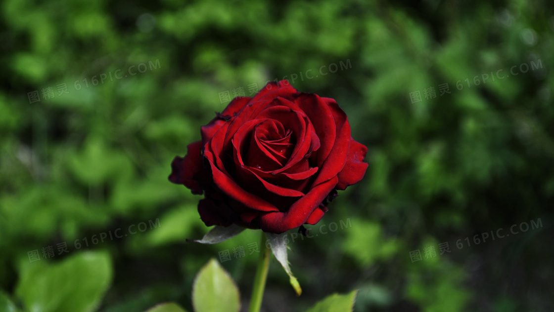花园红玫瑰图片