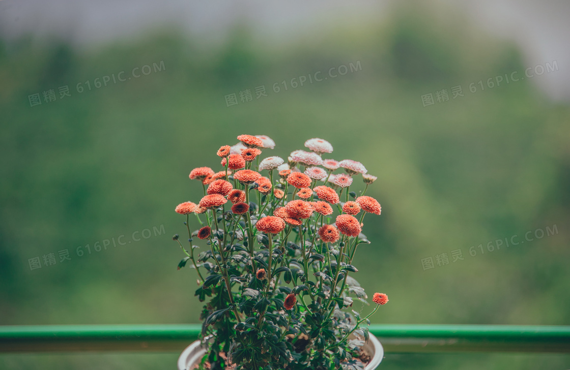 小清新植树节盆栽绿化图片