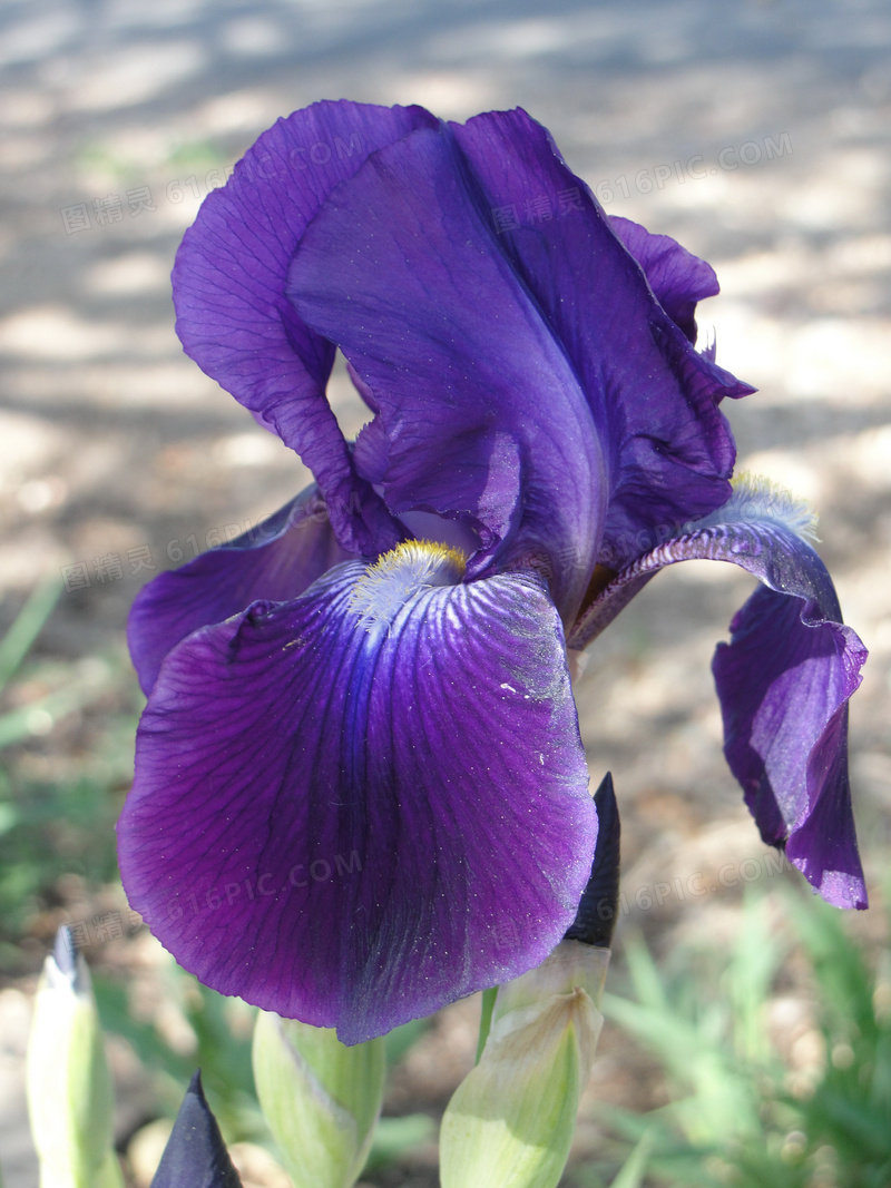紫色鸢尾花摄影图
