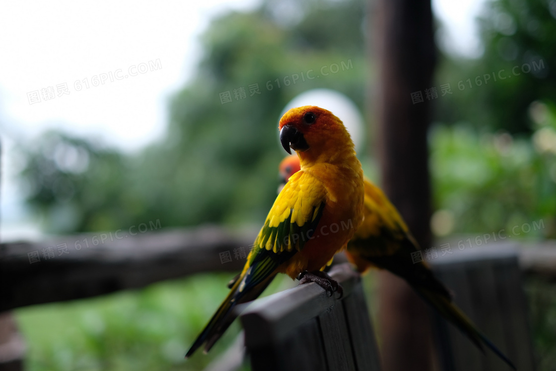 黄鹦鹉图片欣赏