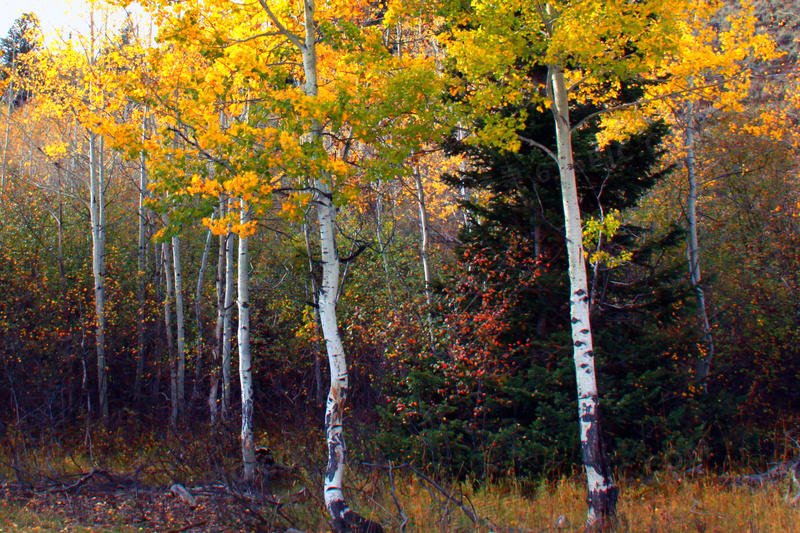秋天树林树木风景图片