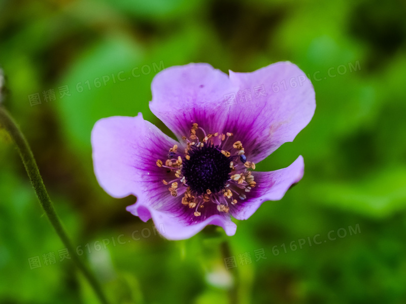 紫色野花花朵特写图片