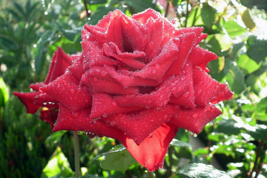 雨后红玫瑰摄影图片
