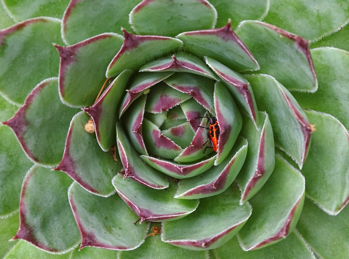 绿色多肉植物特写图片