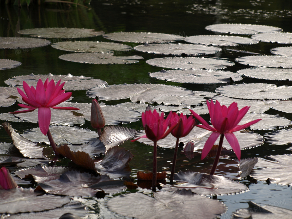 池塘水莲花风景图片