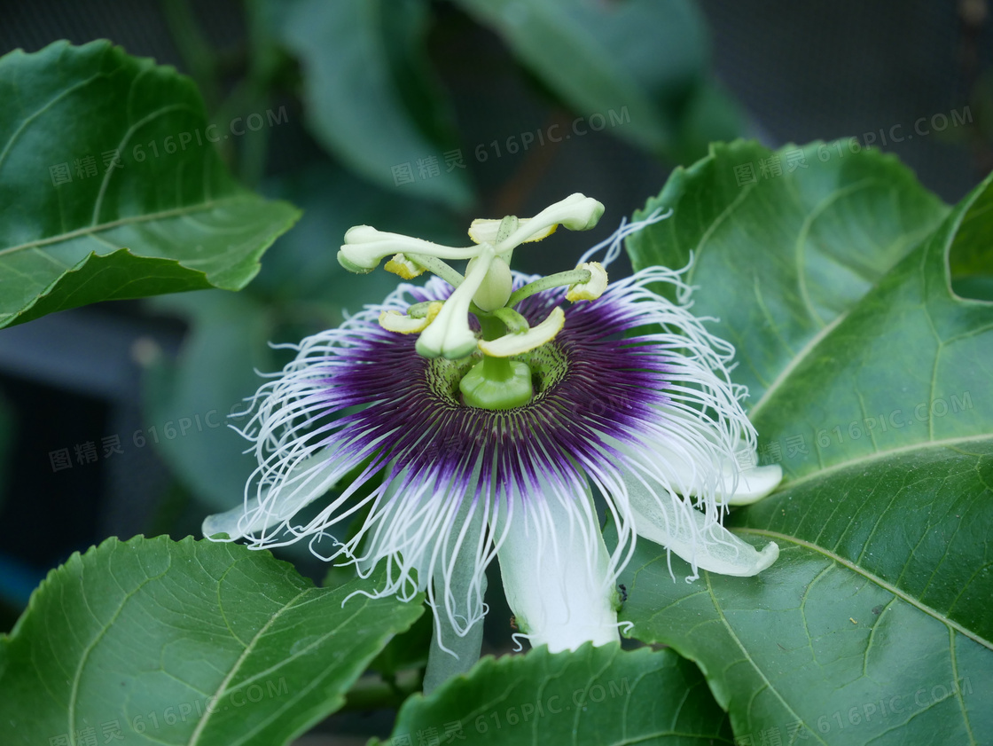 百香果花特写图片