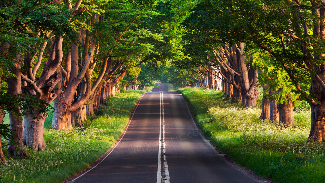 户外森林公路风景图片