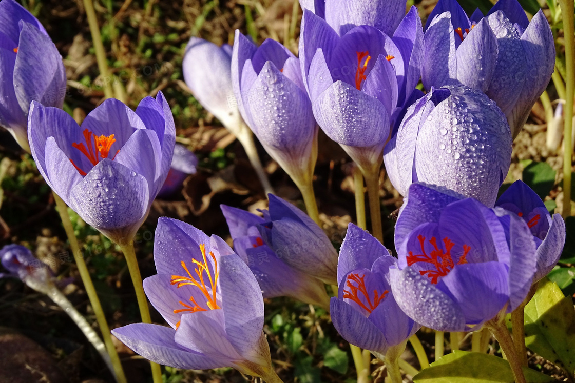 藏红花鲜花图片