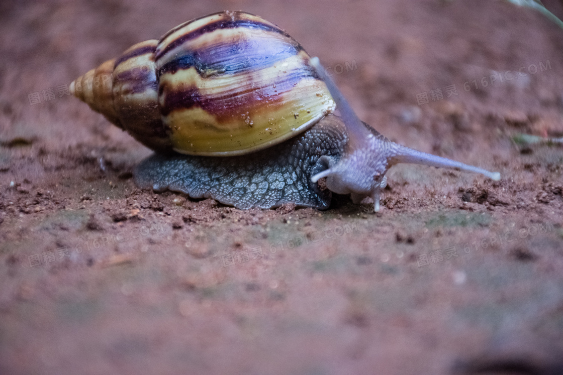 爬行中的蜗牛摄影图片
