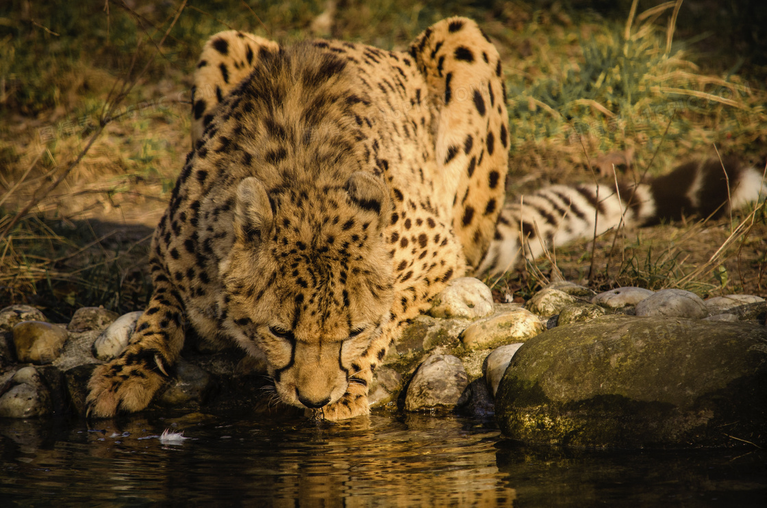 河边猎豹喝水图片