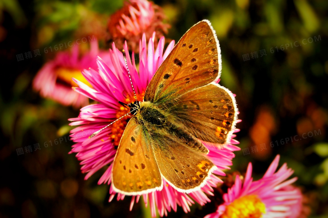 美丽蝴蝶鲜花图片