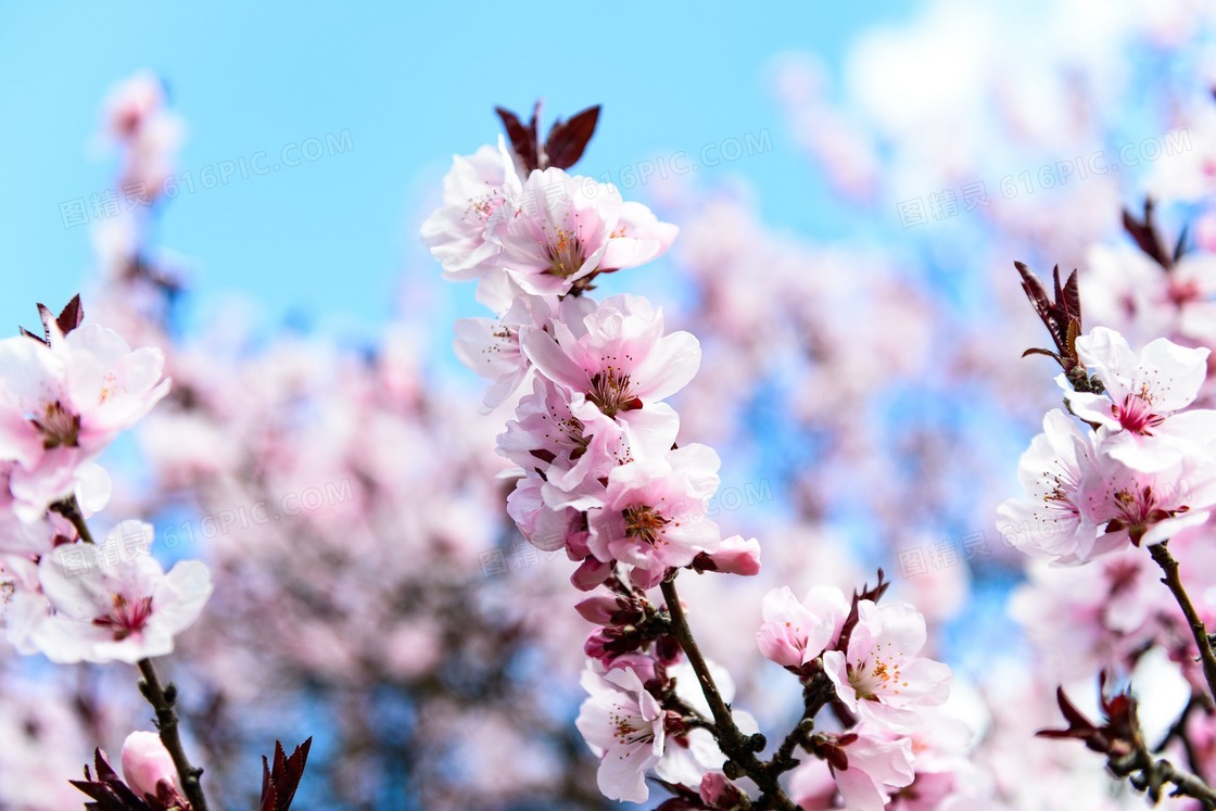 春天唯美樱花图片