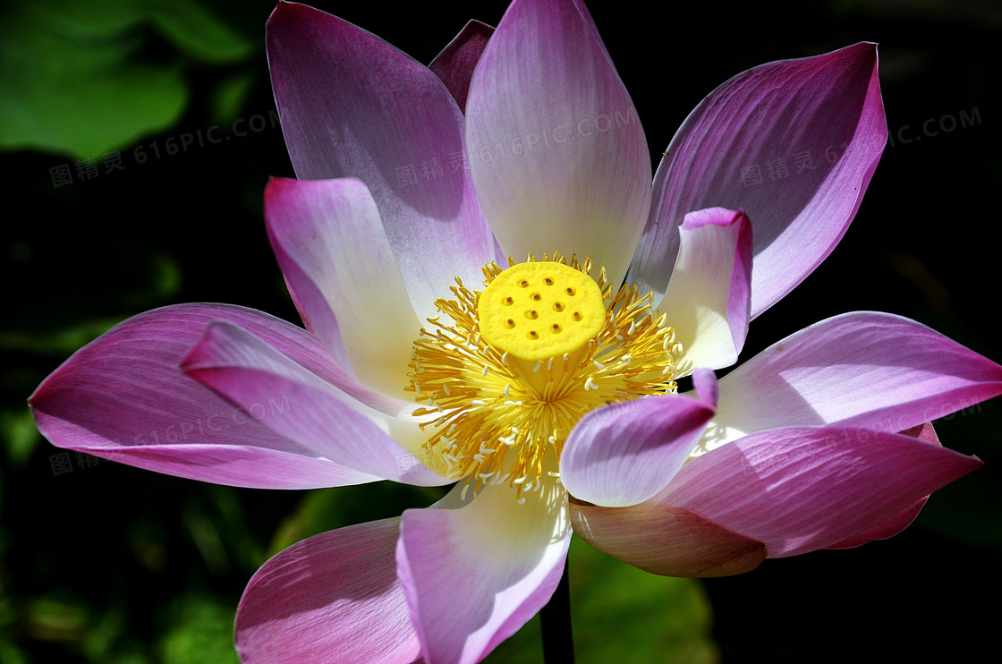 粉色莲花开花图片