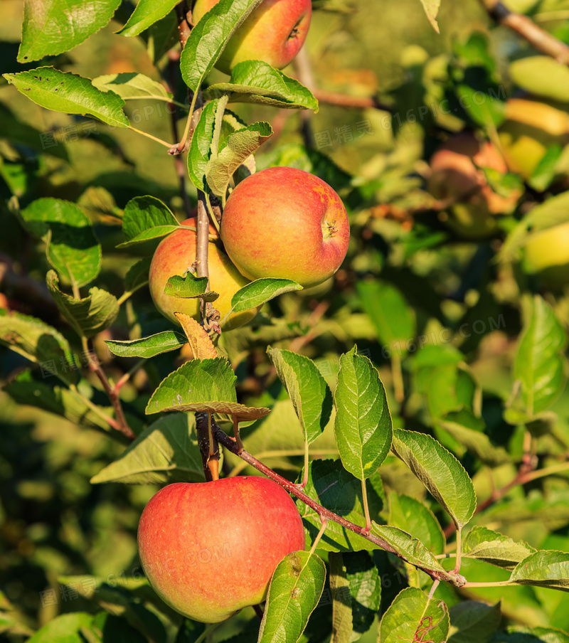 苹果树上新鲜苹果图片