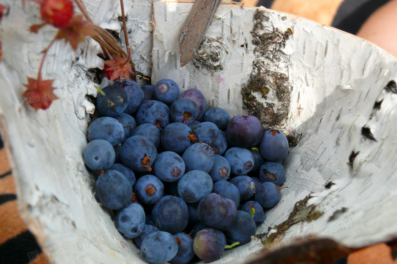 野生蓝莓果子图片