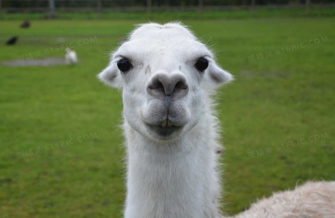 羊驼头部特写jpg图片免费下载 编号vr5heo23z 图精灵