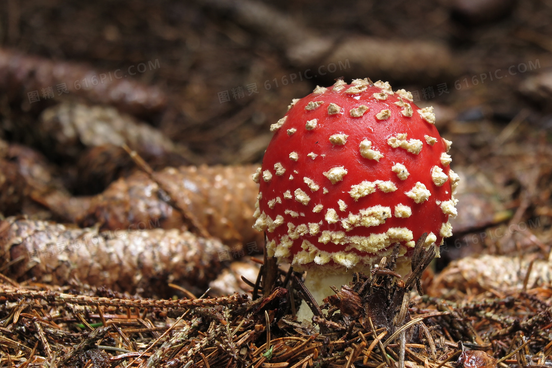 森林毒蘑菇图片