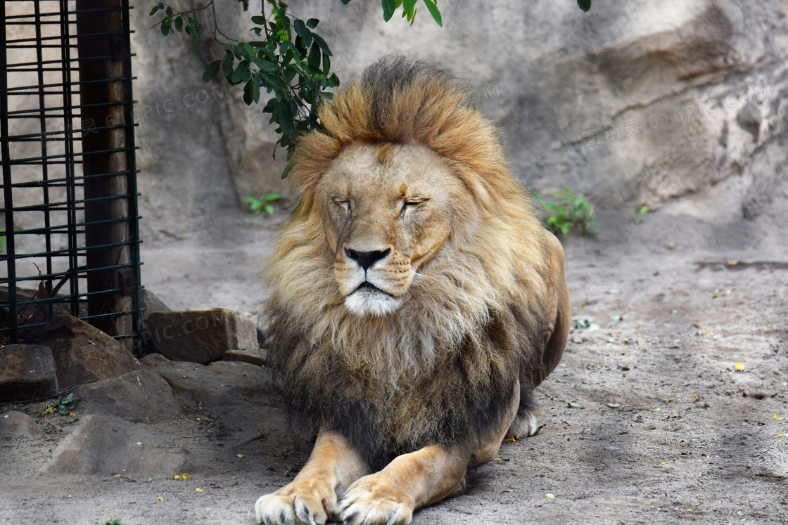 动物园野生狮子图片