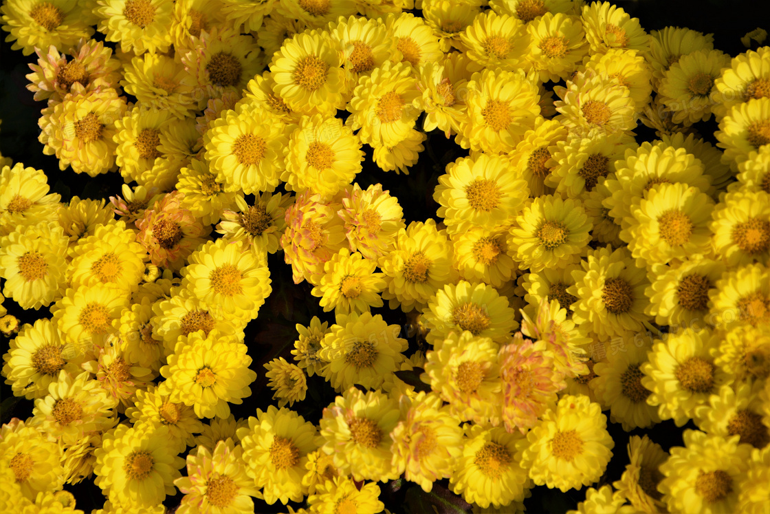 黄色小菊花素材图片