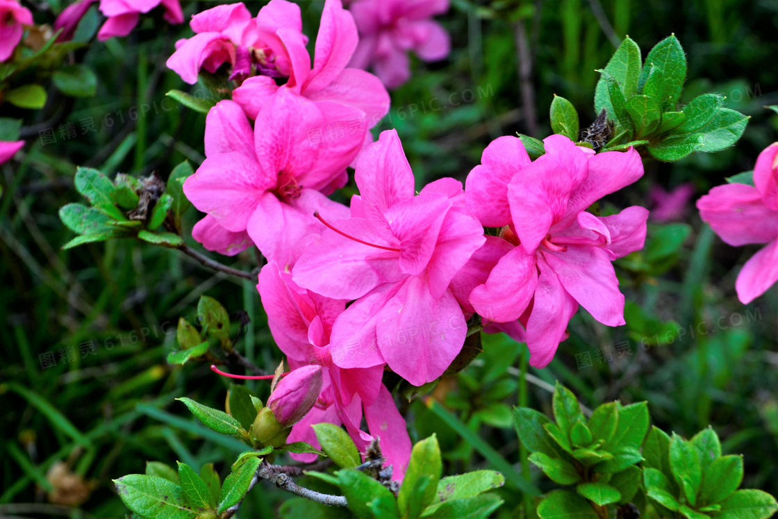 娇艳杜鹃花素材图片