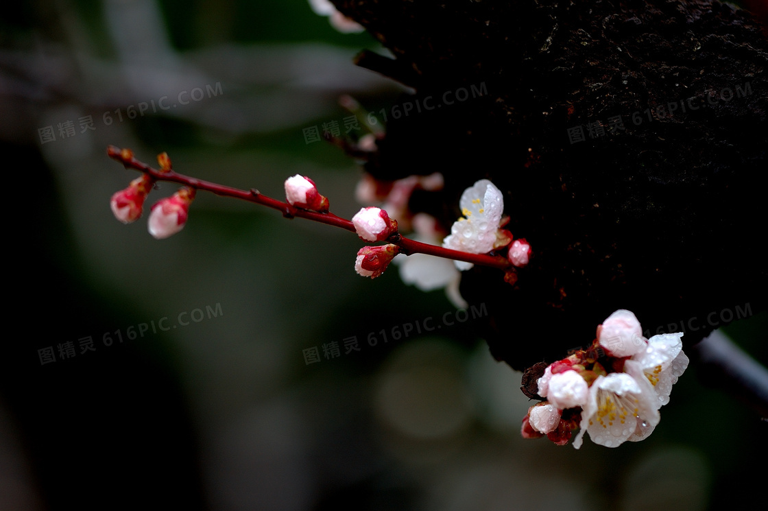 春天梅花枝花朵图片