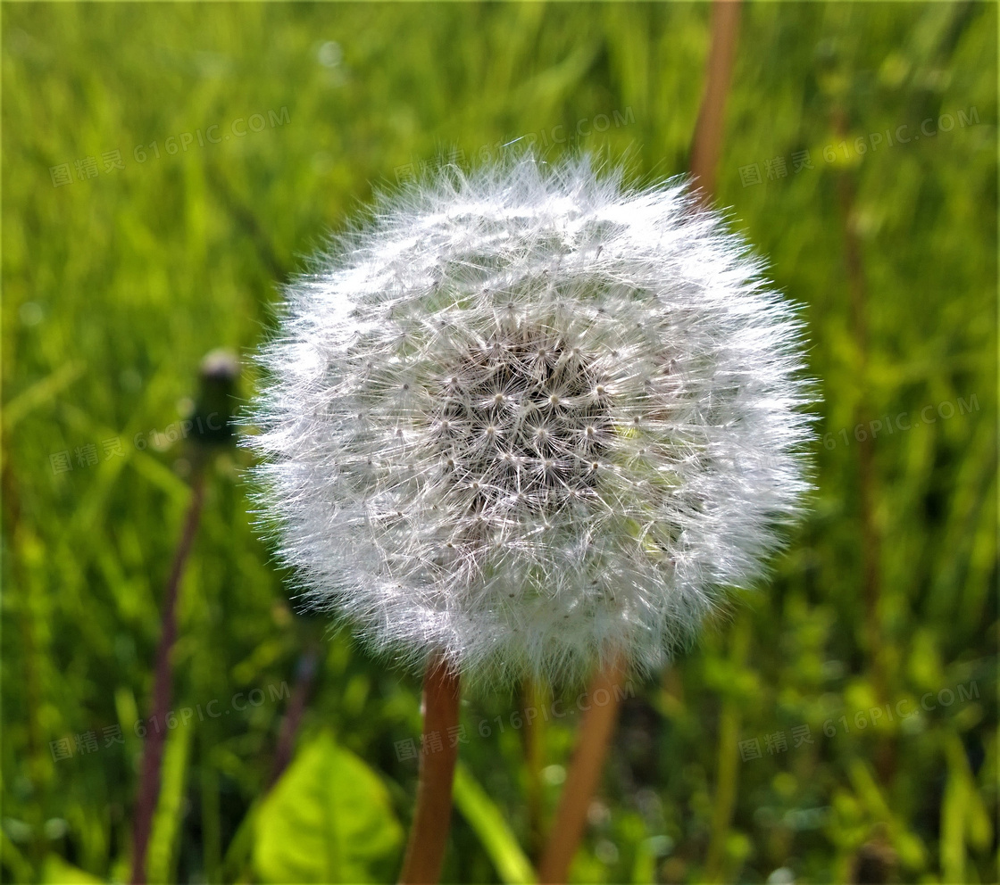 夏天白色蒲公英图片