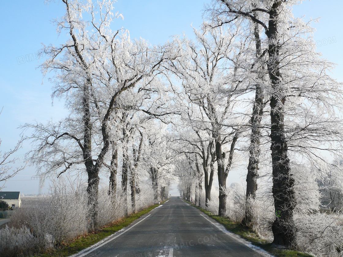 雪松公路图片