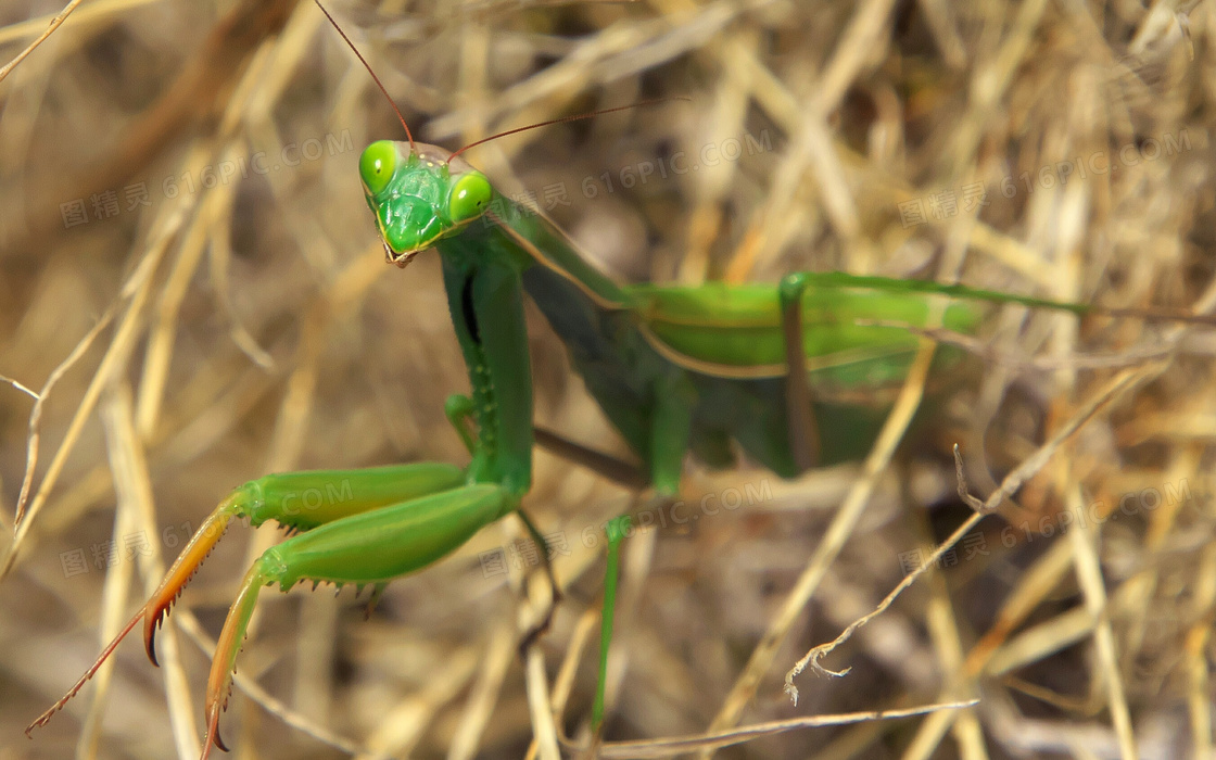 绿色螳螂摄影图片