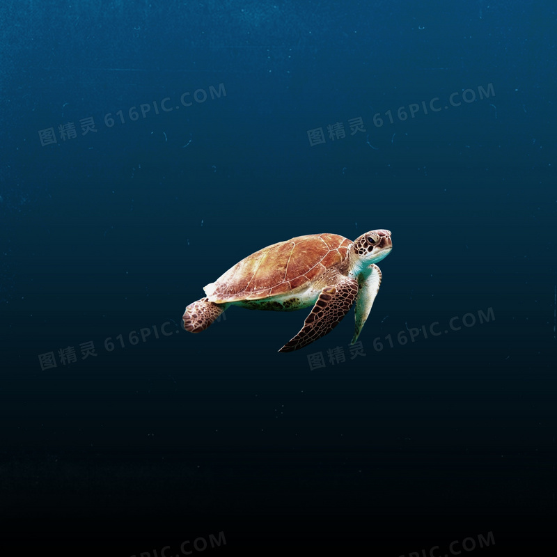 大海乌龟摄影图片素材