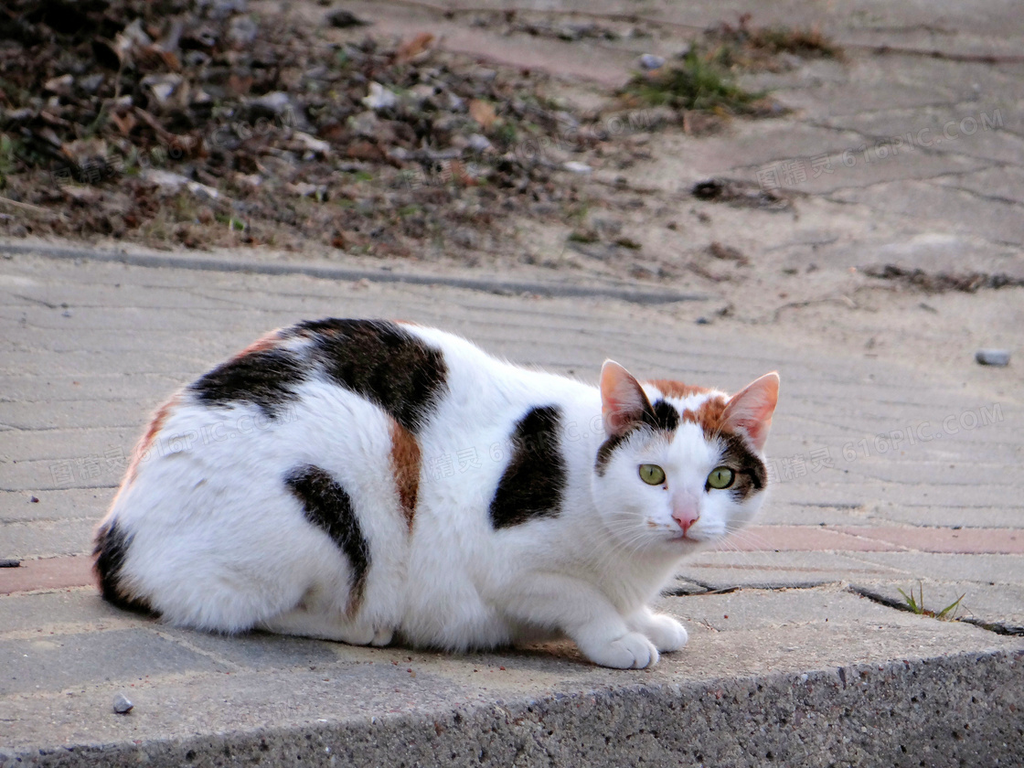 趴在地上的呆萌猫图片