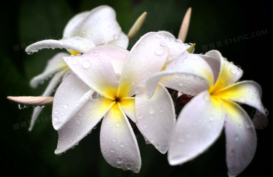 白色鸡蛋花高清图片