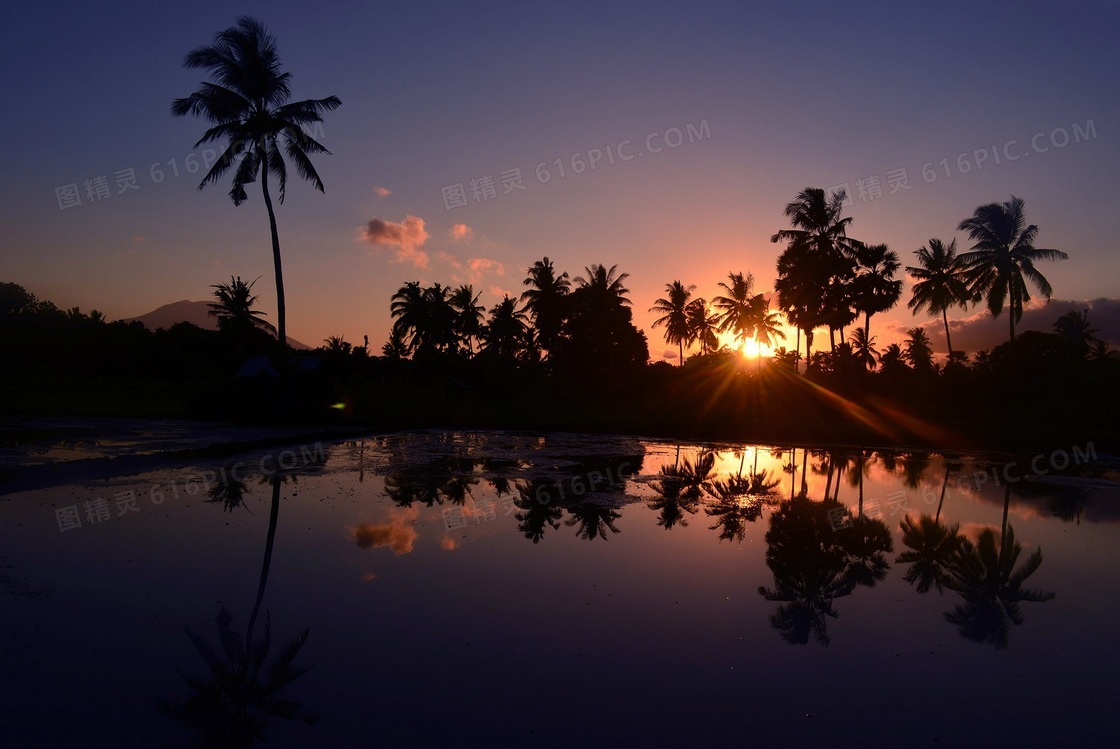清晨日出唯美椰树风景图片