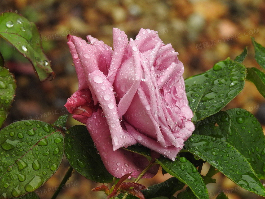 玫瑰 玫瑰花蕾 花 - Pixabay上的免费照片