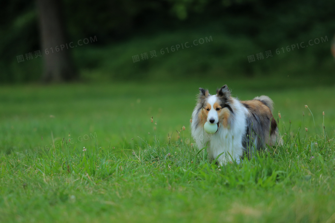 纯种苏格兰牧羊犬图片