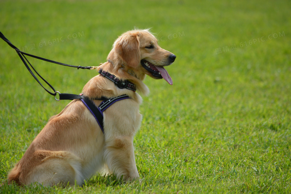 大型纯种金毛犬图片