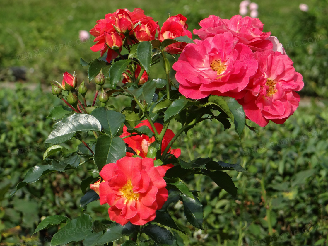 花園盛開紅色玫瑰花圖片