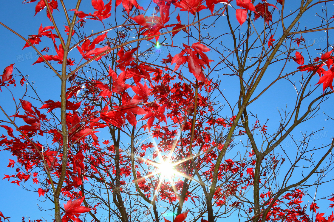 阳光下红色枫叶图片