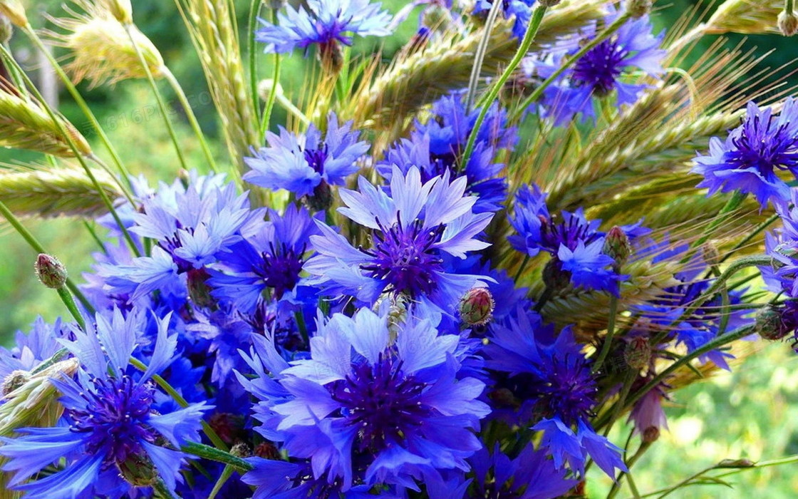 唯美蓝色花束图片