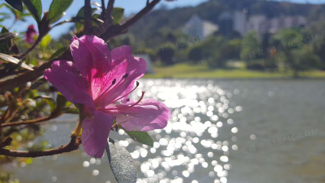 阳光下杜鹃花图片