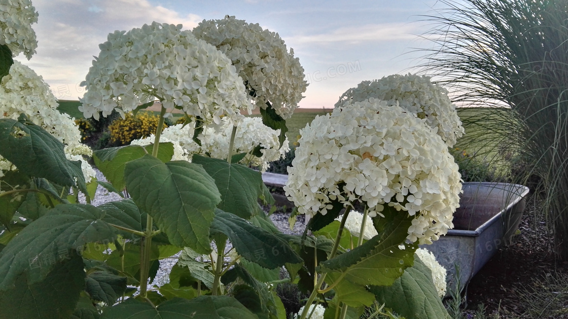 白色八仙花图片