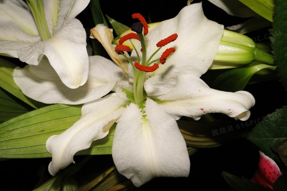 高清白百合花特写图片