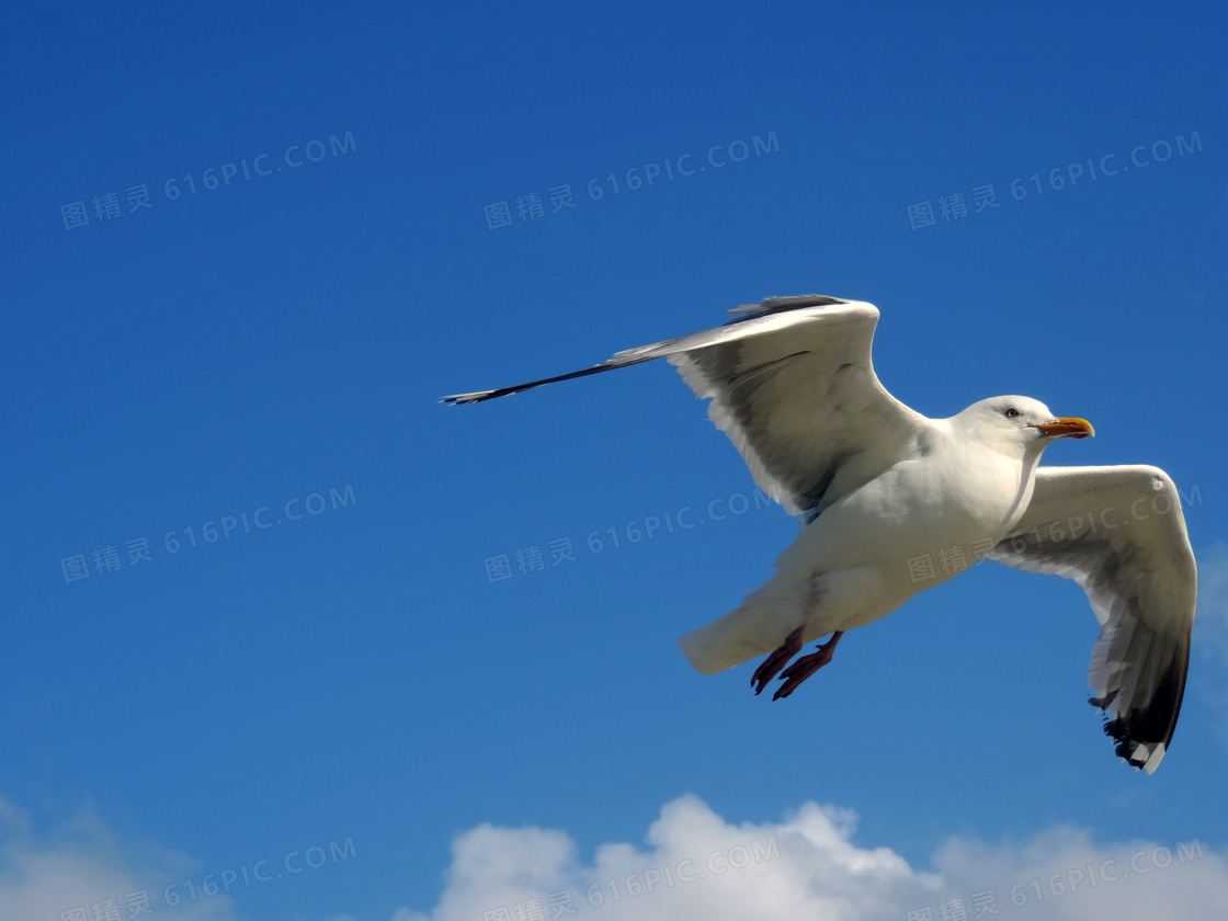 天空中飞翔的海鸥图片