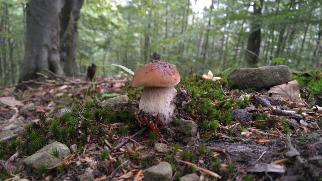 大自然野生蘑菇圖片